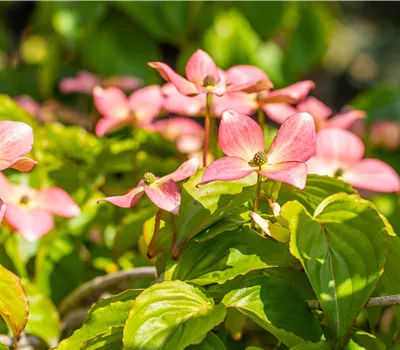 Cornus kousa 'Satomi' Cornus kousa 'Satomi'