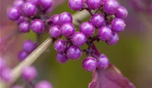 Schönfrucht
