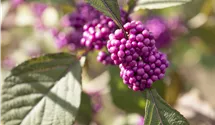 Schönfrucht