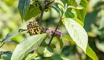 Schönfrucht