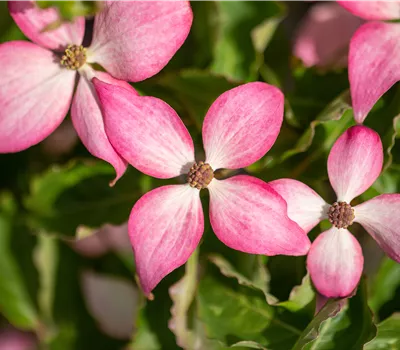 Cornus kousa 'Scarlet Fire' Cornus kousa 'Scarlet Fire'