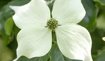 Japanischer Blumenhartriegel 'Venus'