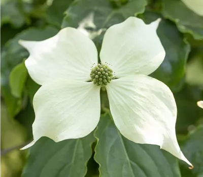Cornus kousa 'Venus'