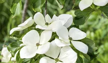 Japanischer Blumenhartriegel 'Venus'