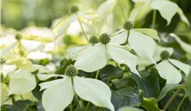 Japanischer Blumenhartriegel 'Venus'