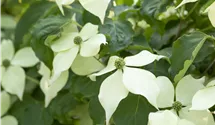 Japanischer Blumenhartriegel 'Venus'