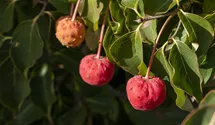 Japanischer Blumenhartriegel 'Venus'