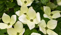 Japanischer Blumenhartriegel 'Venus'