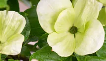 Japanischer Blumenhartriegel 'Venus'