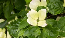 Japanischer Blumenhartriegel 'Venus'