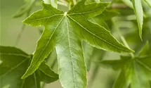 Copalme d'Amérique
