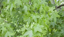Copalme d'Amérique