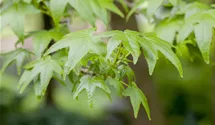 Copalme d'Amérique