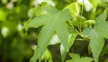 Copalme d'Amérique
