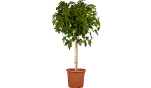 Stamm 120cm Kugel-Amberbaum 'Gum Ball'