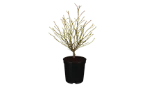 Kugel-Amberbaum 8-10 'Gum Ball'