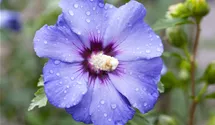 Althéa 'Oiseau Bleu'