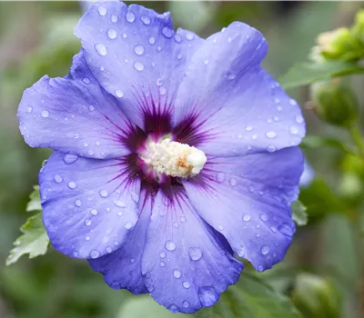 Hibiscus syriacus 'Oiseau Bleu' Hibiscus syriacus 'Oiseau Bleu'
