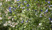 Althéa 'Oiseau Bleu'