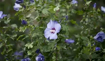 Althéa 'Oiseau Bleu'