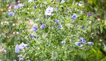 Althéa 'Oiseau Bleu'