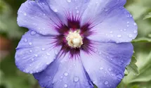 Althéa 'Oiseau Bleu'