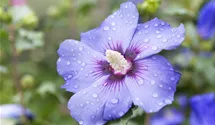 Althéa 'Oiseau Bleu'