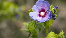 Althéa 'Oiseau Bleu'