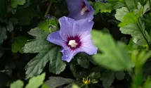 Althéa 'Oiseau Bleu'