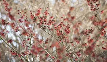 Noisetier de sorcière 'Diane'