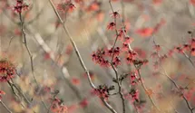 Noisetier de sorcière 'Diane'