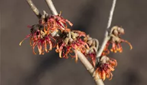 Noisetier de sorcière 'Diane'