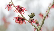 Noisetier de sorcière 'Diane'