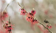 Noisetier de sorcière 'Diane'