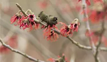 Noisetier de sorcière 'Diane'