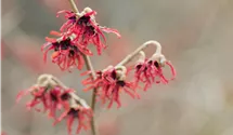 Noisetier de sorcière 'Diane'