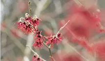 Noisetier de sorcière 'Diane'