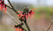Noisetier de sorcière 'Diane'