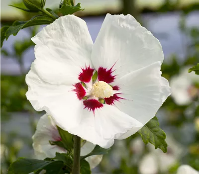 Hibiscus syriacus 'Red Heart' Hibiscus syriacus 'Red Heart'