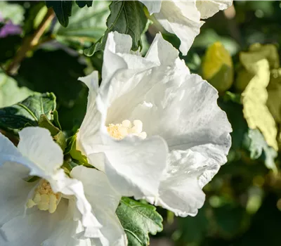 Hibiscus syriacus 'Totus Albus' Hibiscus syriacus 'Totus Albus'
