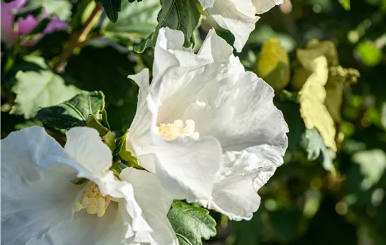 Hibiscus syriacus 'Totus Albus' 