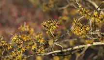 Zaubernuss 'Westerstede'