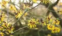 Zaubernuss 'Westerstede'