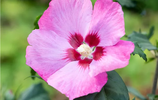 Hibiscus syriacus 'Woodbridge' 