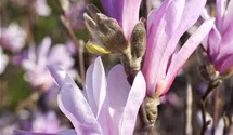 Magnolie 'Susan'