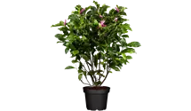 Magnolie 'Susan'