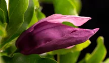 Magnolie 'Susan'