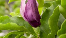 Magnolie 'Susan'