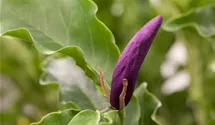Magnolie 'Susan'