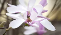 Magnolie 'Susan'